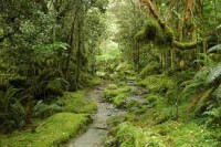 /album/la-vida-una-magnifica/bosque-jpg/